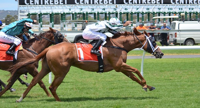 2026香港賽馬投注新手指南：高原賽事賠率解讀與致勝策略